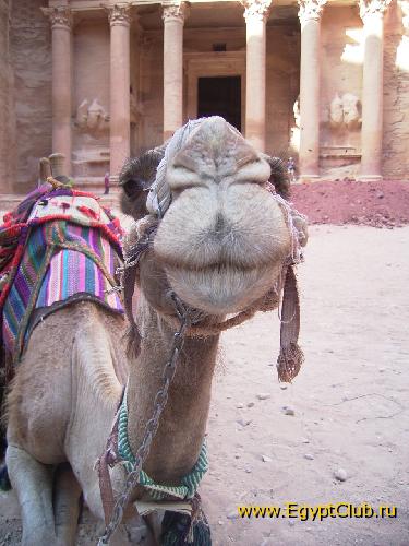 �����, ������� ������