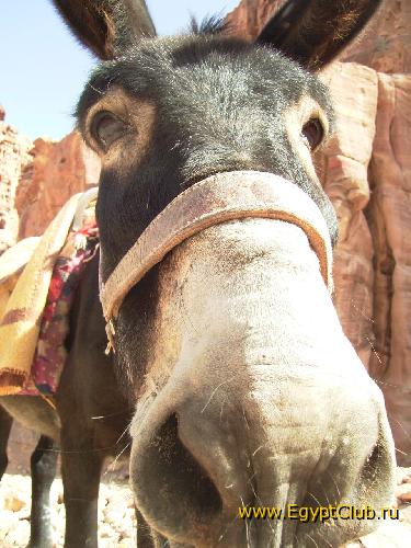 ������� �����