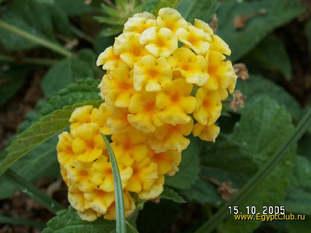 ������� ����� ��� � �����