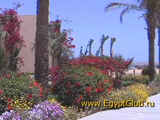 ����� �li Baba