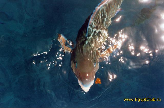 ������ ����!