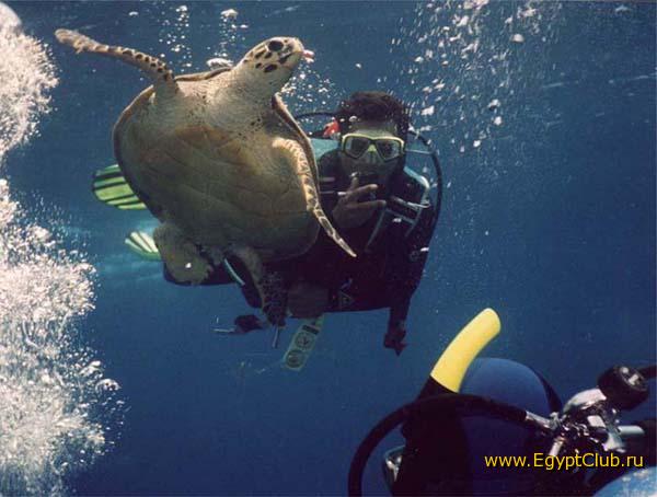 � ���������