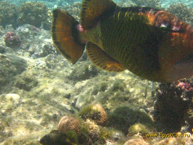 ��������� ��������