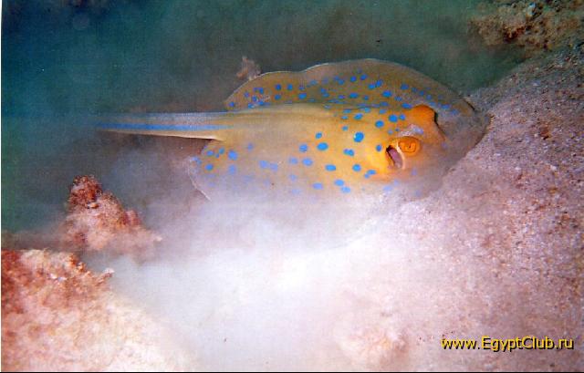 ����, ������������ � �����