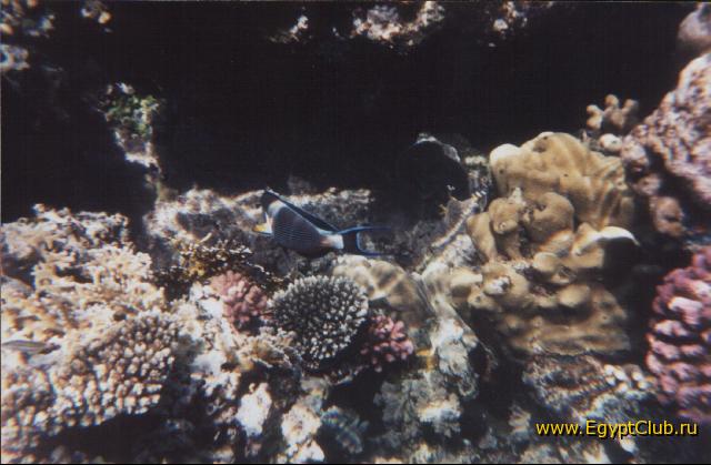 ��� �����