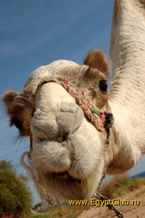 ��  ���....?