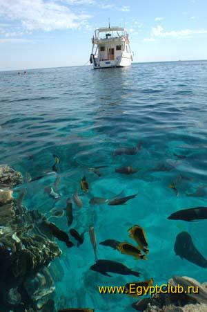 ������ ����.