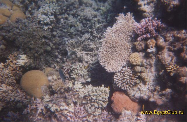 ��� ����� ���������� �������