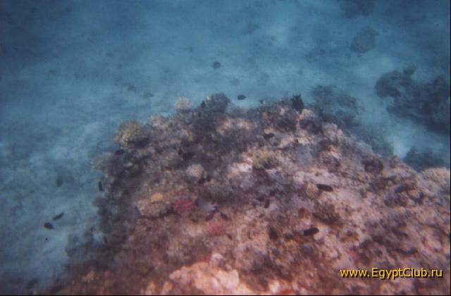 ��� �������