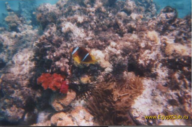 �������-���������