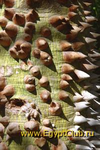 ������, � ���?