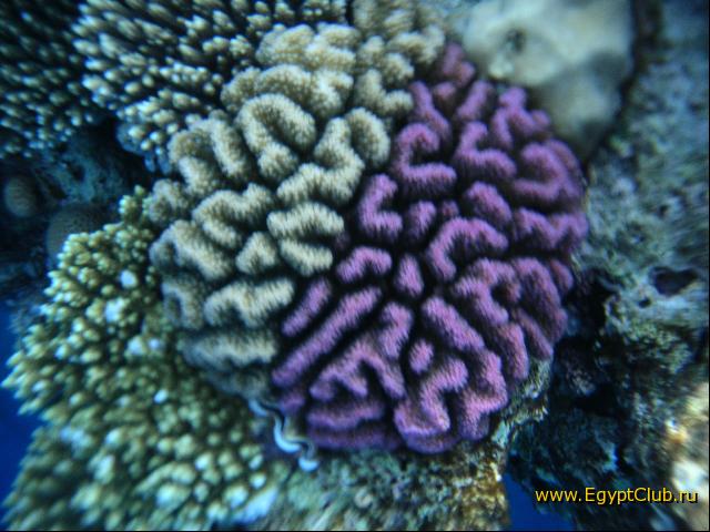 ����� ����