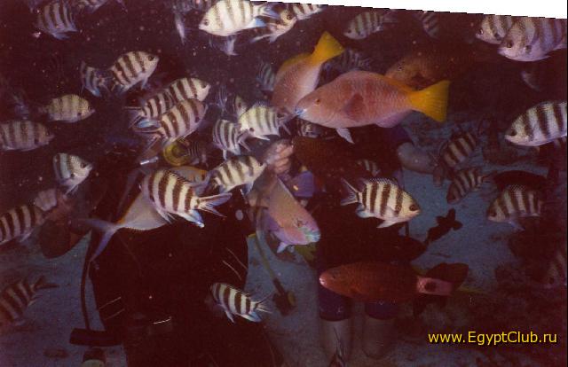 �� ������ ���