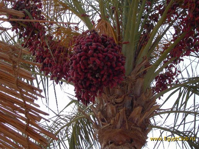 ���������� ������ � Seti Sharm