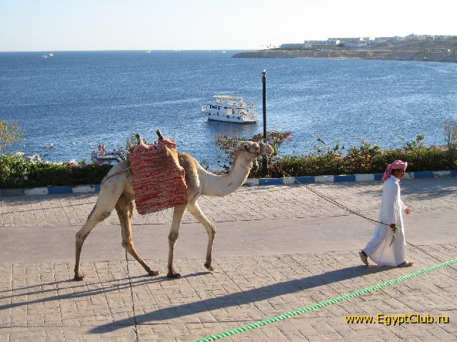 ������� ������