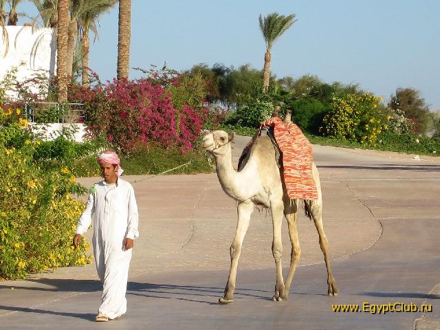 ��� ��� ������