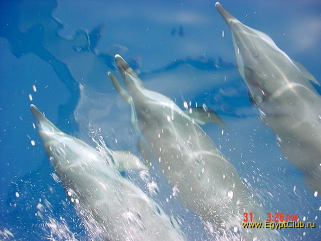 ����� �������������