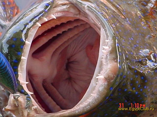 �����, ����� ���� ���� ��������