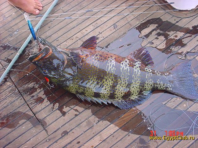 ������ �������������