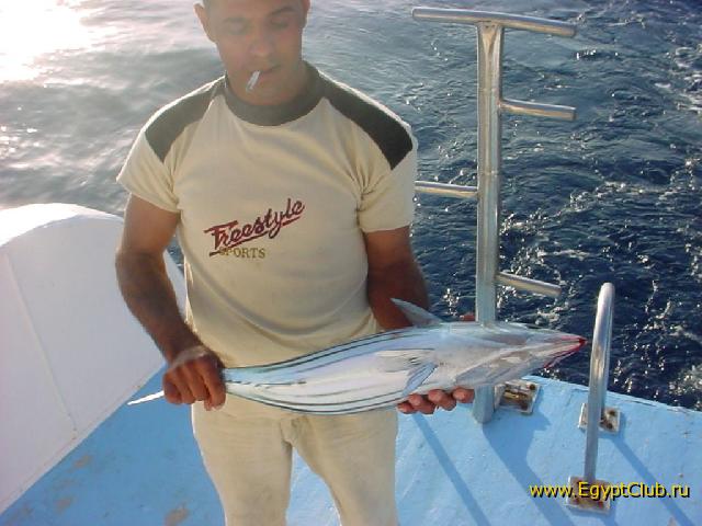 �����-��������