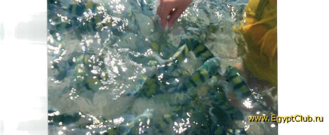 ����� � �����������