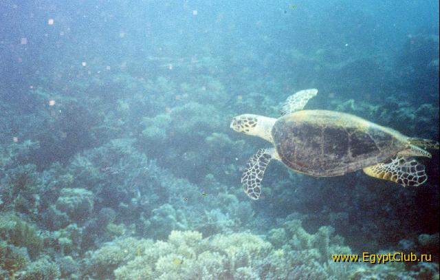 ��������� ���