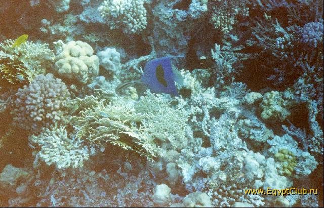 ��������� ���