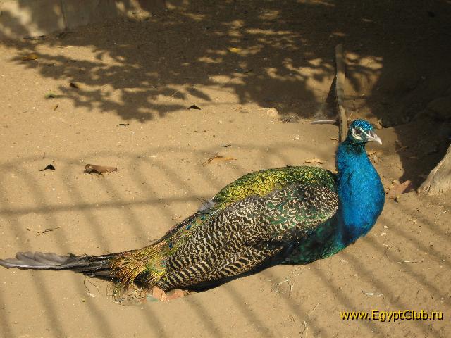 �������� ����.