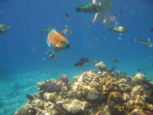 � ���� �����, ��� � ������.