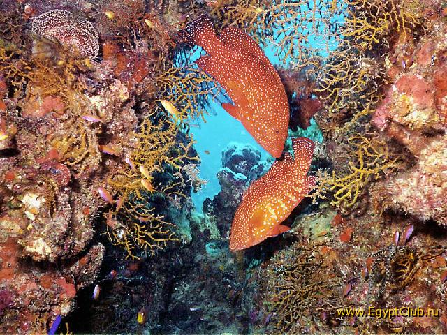 ��� ��������