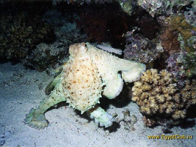 ������ ������