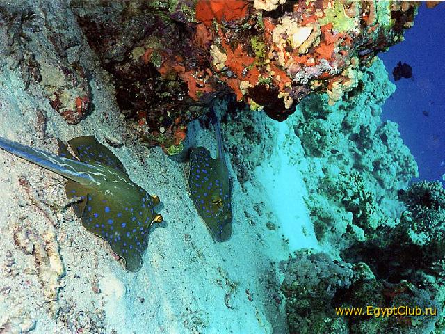 ���������...