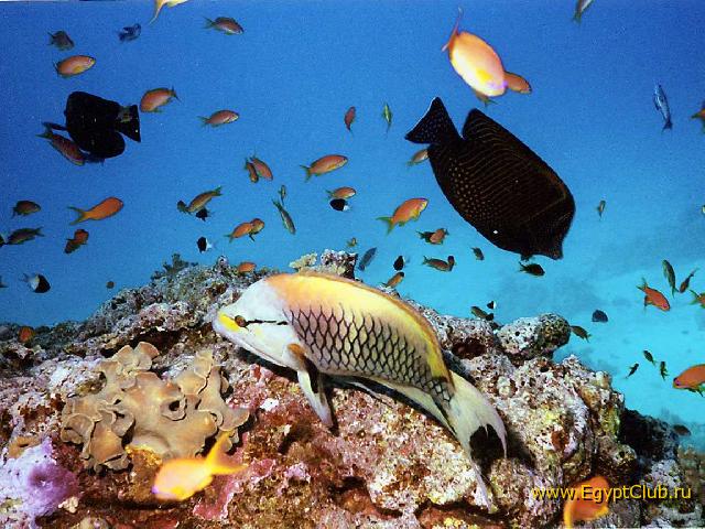 �����������