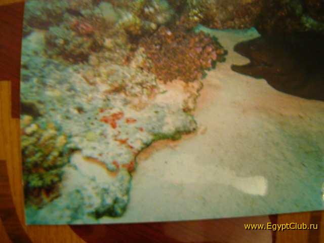 #20 - �������-����������