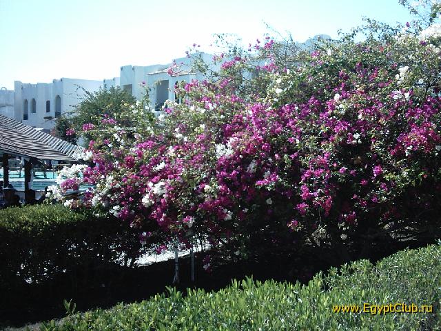 ��� ����