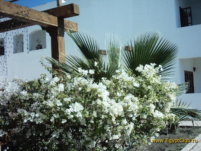 ��� ����