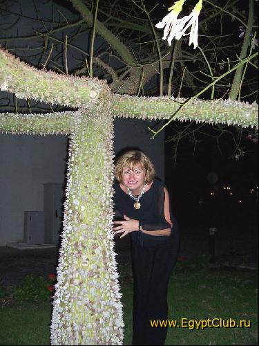 ������������ ������