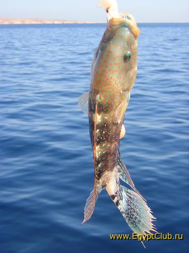 �� �������