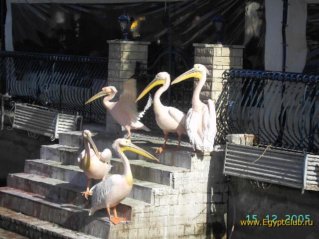 ��������� ���������