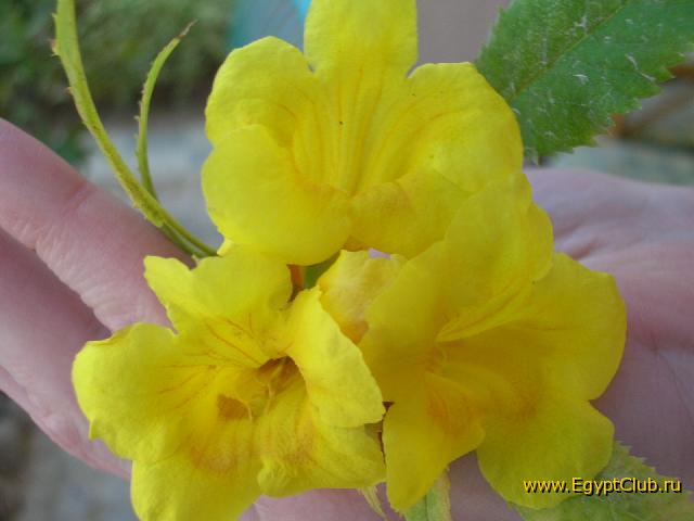 ������ �����