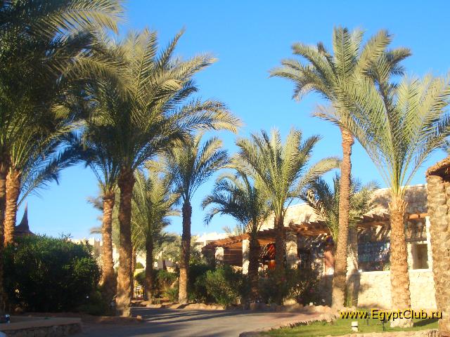 ������ ����