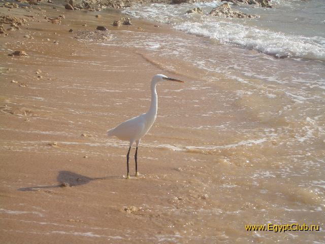 ������� �����