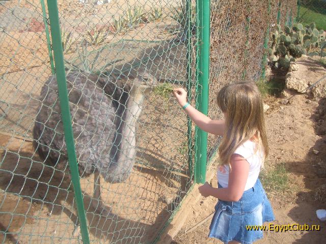 ����-������� � �����