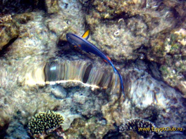 Domina ��� � �������