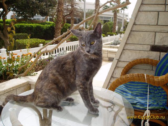 �������-2006