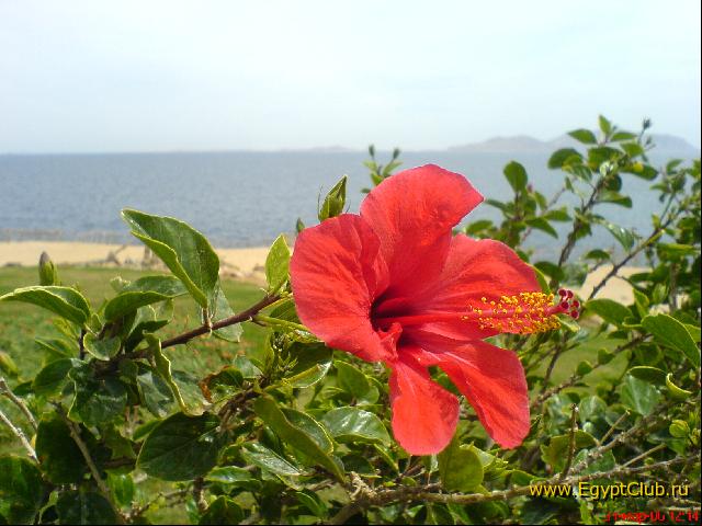 �����, �����...