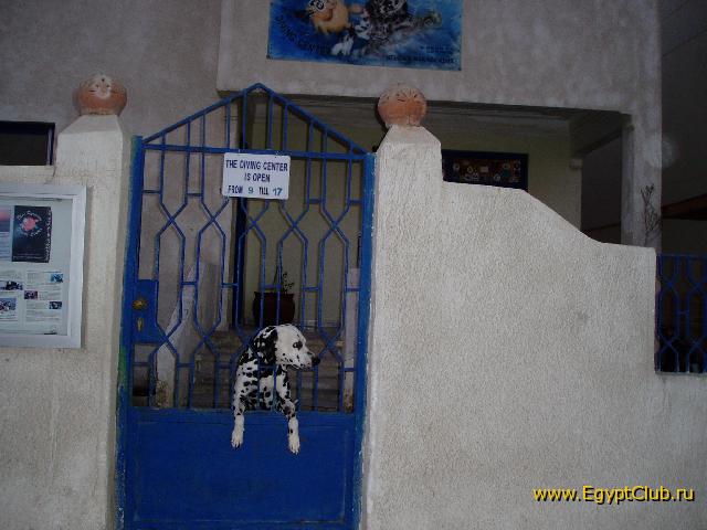 ������� ,�����, ������