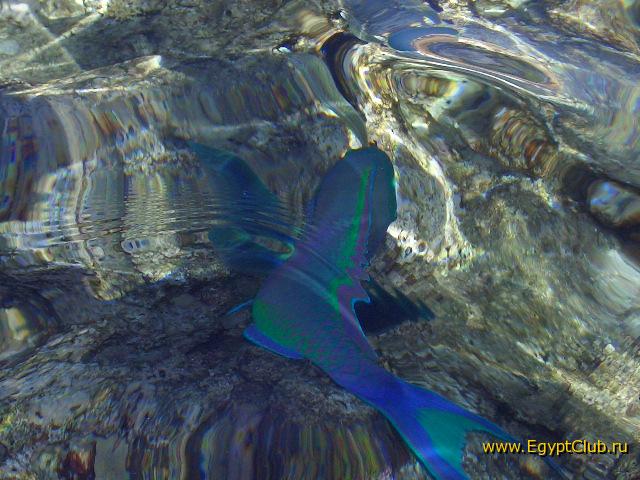 ��� ���� ����