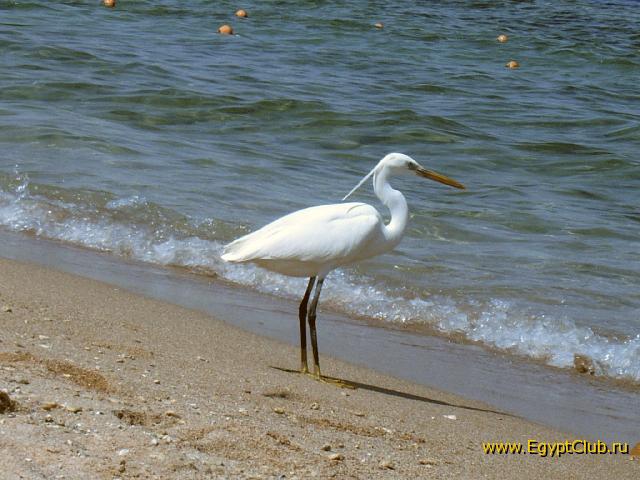 ������ ������ ����� ���