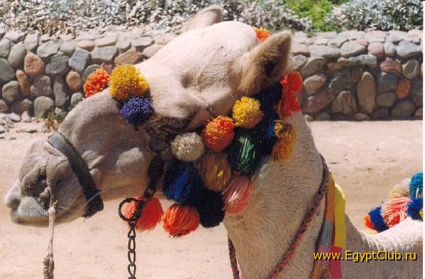 ����� ����